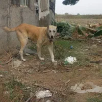 سگ افغان ۳ساله باکته کبود مادردخترهستن به علت ن|سگ|گرگان, |دیوار