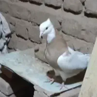 پرنده معاوضه