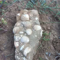 فسیل طبیعت میلیون سال