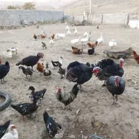 غاز نروماده|حیوانات مزرعه|بجنورد, |دیوار