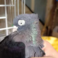 دو تا زاغ ماده یه نر آبادانی