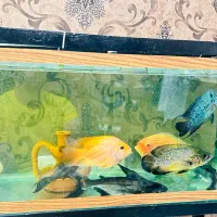 ماهی پنگوس قاتل