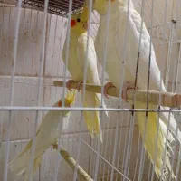 عروس هلندی|پرنده|مسجد سلیمان, |دیوار