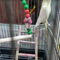 عروس هلندی|پرنده|شهریار, شهریار|دیوار