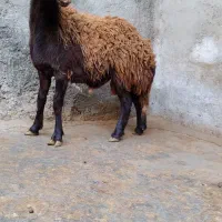 گوسفند بره قوچ های آنتیک ناب کیلویی۳۵۵|حیوانات مزرعه|ملایر, |دیوار