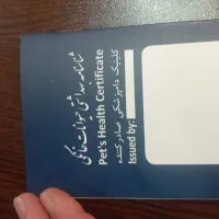 سگ خانگی|سگ|پرند, فاز ۵|دیوار