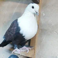 طوقی هفترنگ و کلاغ کربلایی