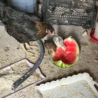 مرغ و خروس و اردک