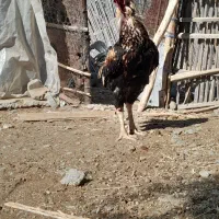 خروس افغان|حیوانات مزرعه|کهنوج, |دیوار