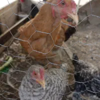 نیمچه برهما آمروک و سلطان