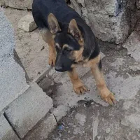 واگذاری سگ ژرمن