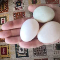تخم مرغابی و اردک و اردک اسرائیلی
