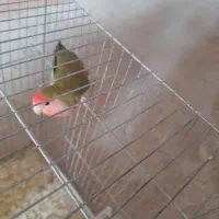 طوطی برزیلی|پرنده|کوزران, |دیوار