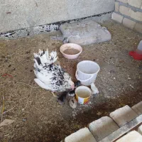 مرغ و خروس محلی