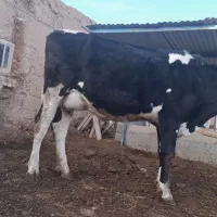 گاو|حیوانات مزرعه|چناران, |دیوار