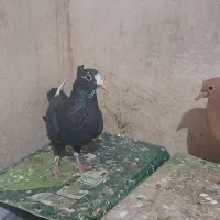 سه عدد ماده|پرنده|کرمان, |دیوار