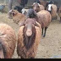 بره نر افشار