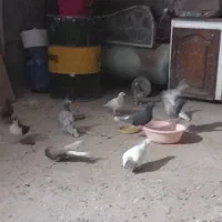 دم سفید زرد سرکه ای پرشی