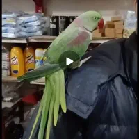 شاه طوطی نر بالغ اسکندری رام و دستی