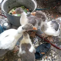 غاز و مرغ و خروس