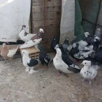 دسته بهبهانی