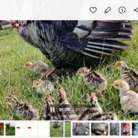 جوجه بوقلمون محلی سه روزه|حیوانات مزرعه|لنگرود, |دیوار