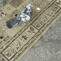 کبوتر|حیوانات|بیجار, |دیوار