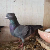 کبوتر سیاه بوشهری و چینی