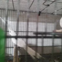 عروس هلندی آلبینو|پرنده|خورموج, |دیوار