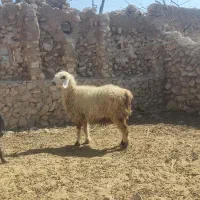 شیشک۲۵ و تیشتر۱۸|حیوانات مزرعه|ارم, |دیوار