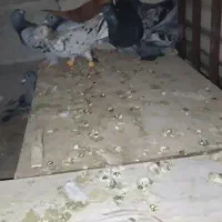 پلاکی و دورگ