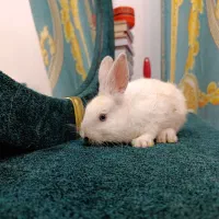 بچه خرگوش زیبا سفید