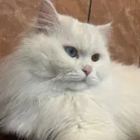 گربه پرشین نر یک سال و نیمه  عقیم نشده