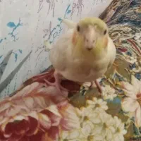 لوتینو اصل چشم شرابی|پرنده|بهشهر, |دیوار