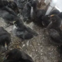 جوجه محلی ۱۵ روز  ۵۰ تا بیشتر ۷۵ هزار دونه