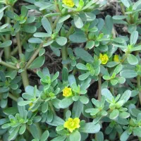 آموزش طب سنتی وآشنایی با گیاهاان دارویی بانوان