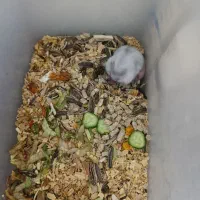 همستر نروماده|موش و خرگوش|قم, چهار امامزاده|دیوار