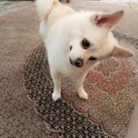 سگ پامر روباهی|سگ|بجنورد, |دیوار