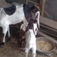 ۳ عددبز برای فروش