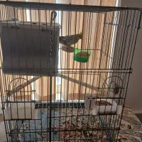 جفت نرو ماده ی عروس هلندی با ۵ تا تخم|پرنده|داراب, |دیوار