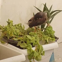 جوجه مینا بسیار باهوش (نرپاکستانی)|پرنده|شیراز, کوشک میدان|دیوار