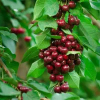 نهال گیلاس و آلبالو|خدمات باغبانی و درختکاری|اشنویه, |دیوار