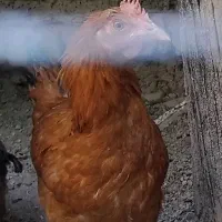 خروس
