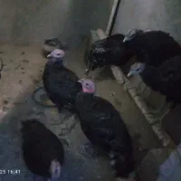 جوجه بوقلمون