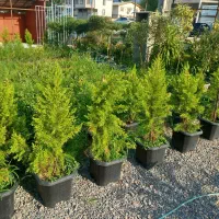 تعغیر شغل گلفروشی جمع اوری نهال|گل و گیاه طبیعی|سیاهکل, |دیوار