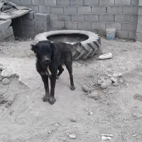 سگ نر گله ای|سگ|پیر بکران, |دیوار