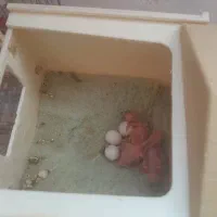 فنچ نرگسی|پرنده|پردیس, فاز ۱|دیوار