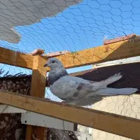 کفتر پرشی شهریار|پرنده|شهریار, شهریار|دیوار