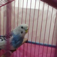 ی عدد مرغ عشق همراه با قفس