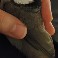پرنده گم شده